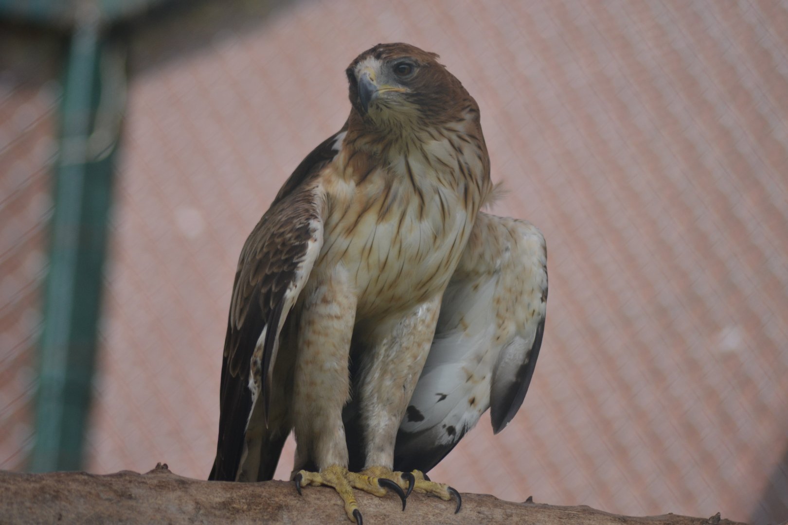 Booted eagle - Hieraeetus pennatus