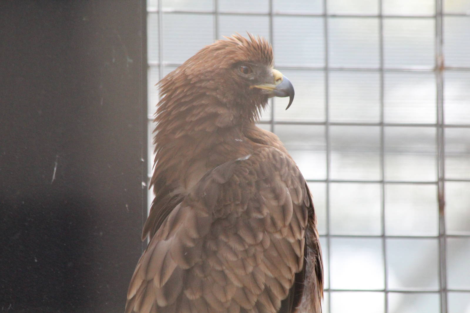 Booted Eagle - Jan 2014