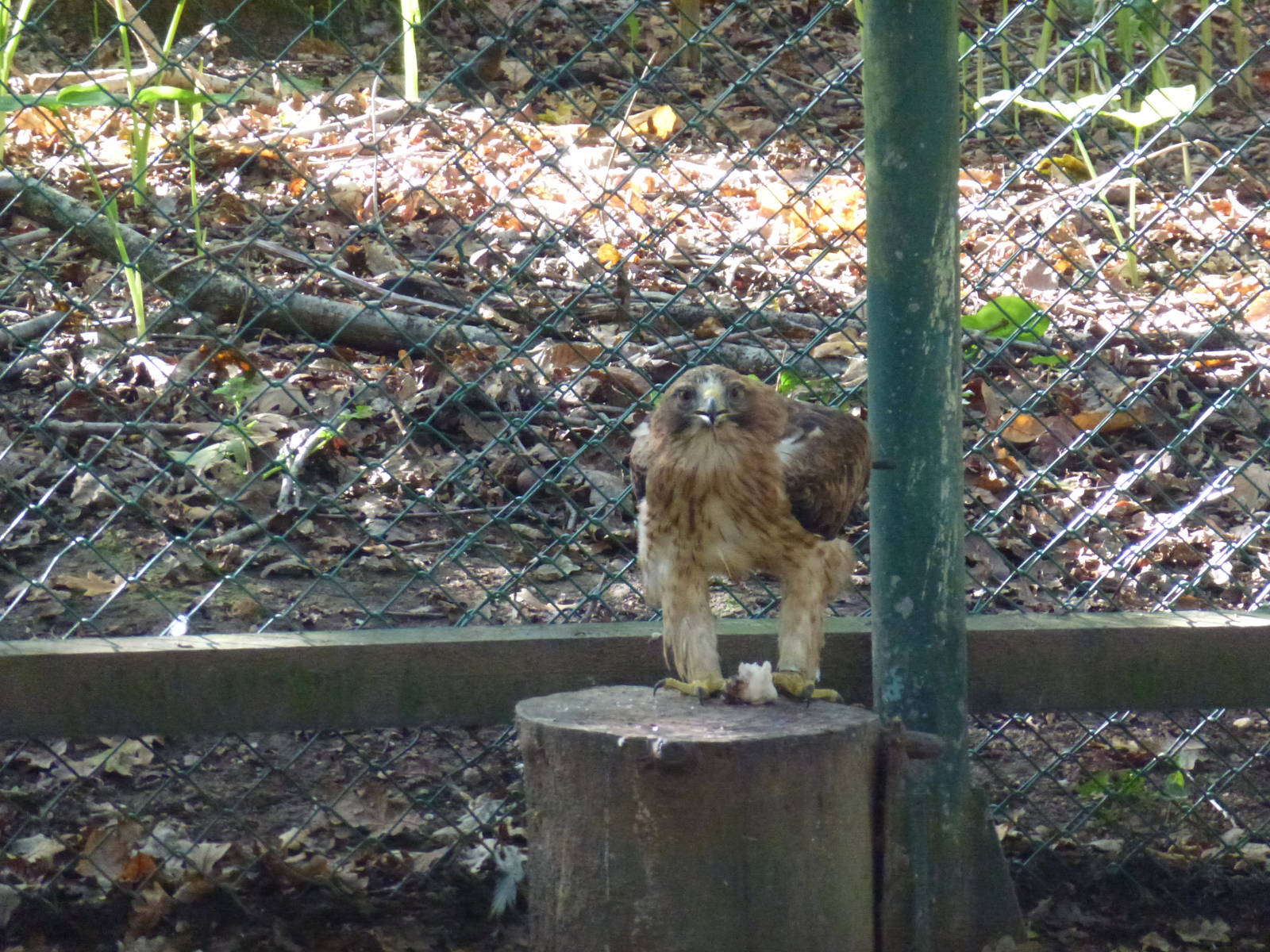 Booted eagle, November 2013.