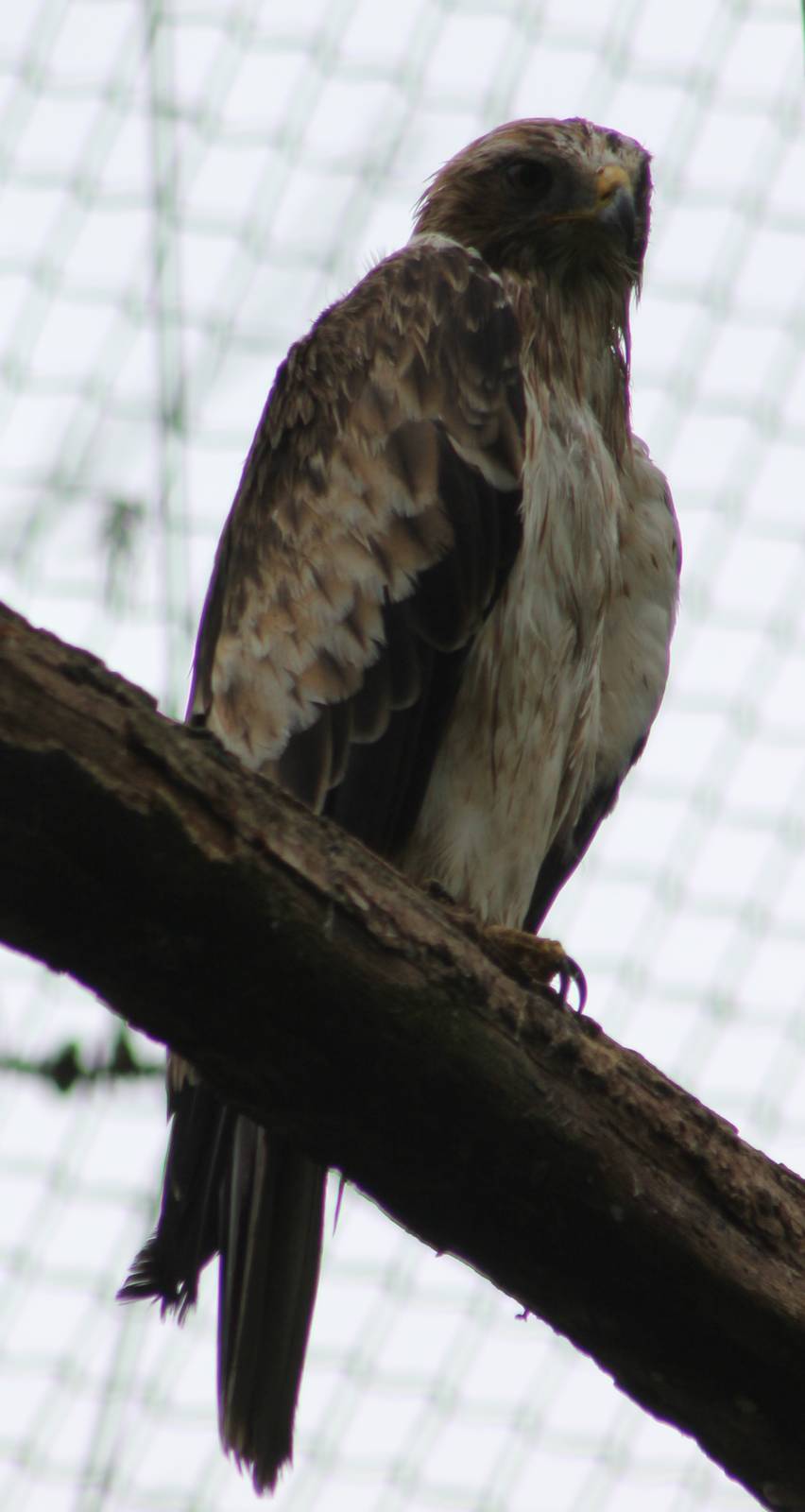 Booted eagle