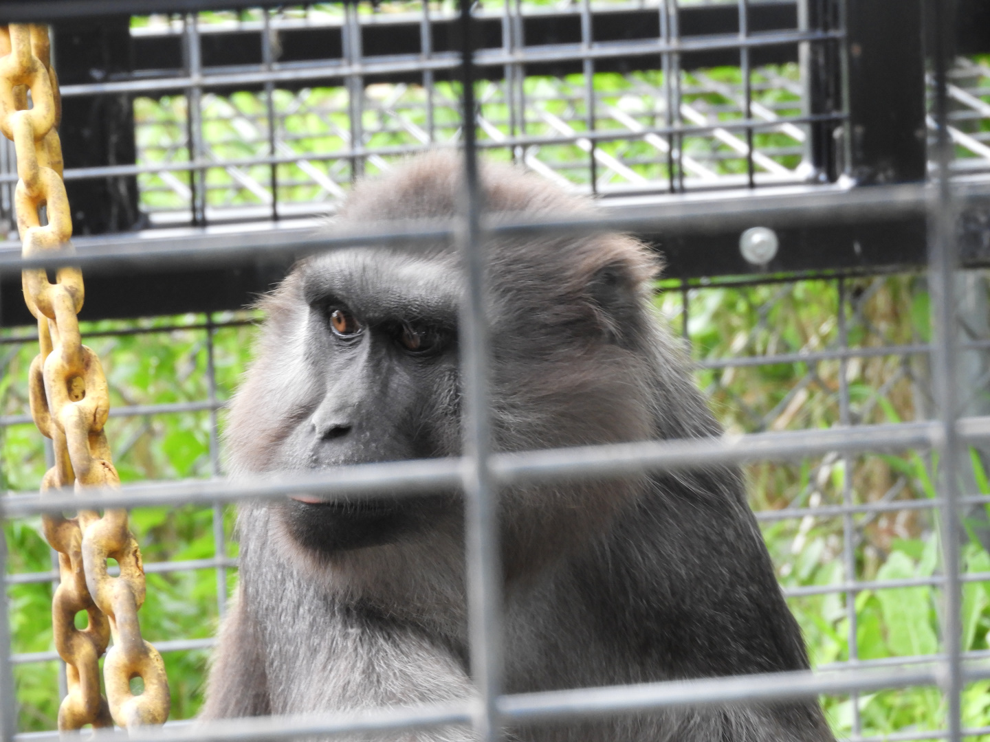 Booted Macaque (Macaca ochreata)