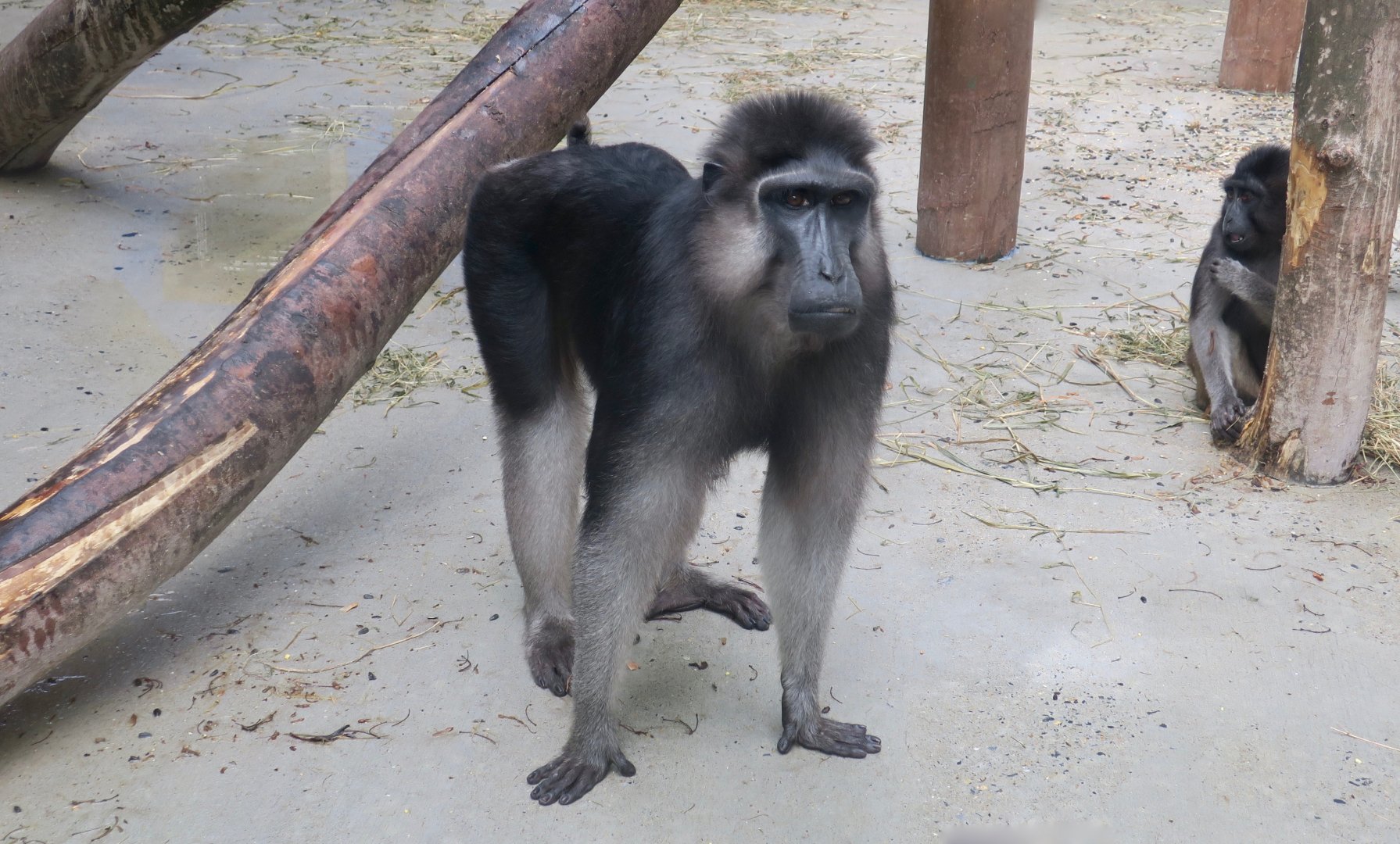 Booted Macaque (Macaca ochreata)