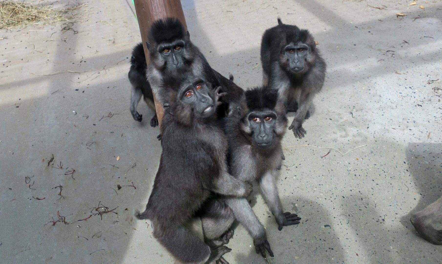Booted Macaque (Macaca ochreata)