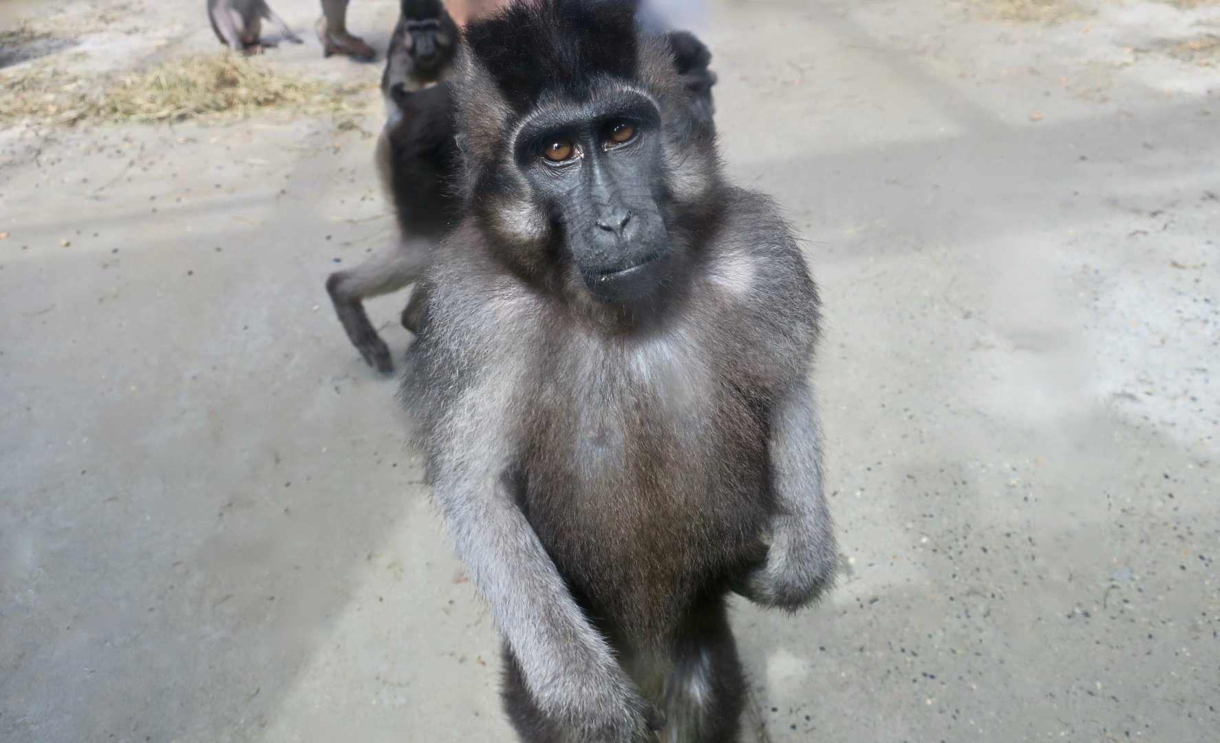 Booted Macaque (Macaca ochreata)