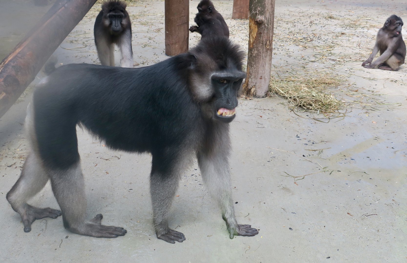 Booted Macaque (Macaca ochreata)