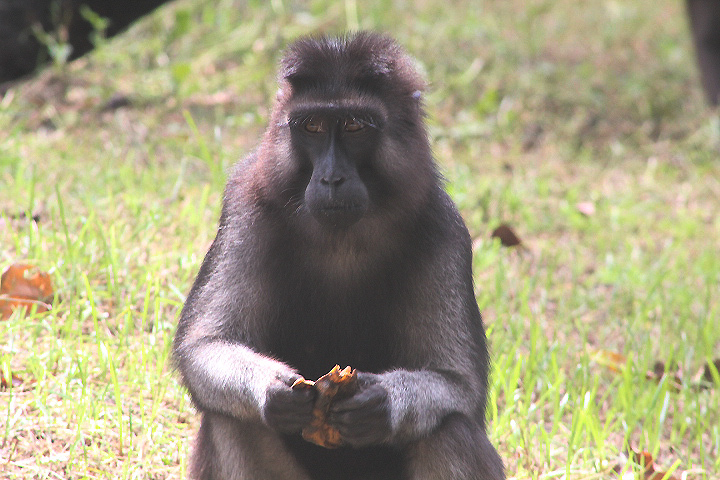 Booted macaque (Macaca ochreata)