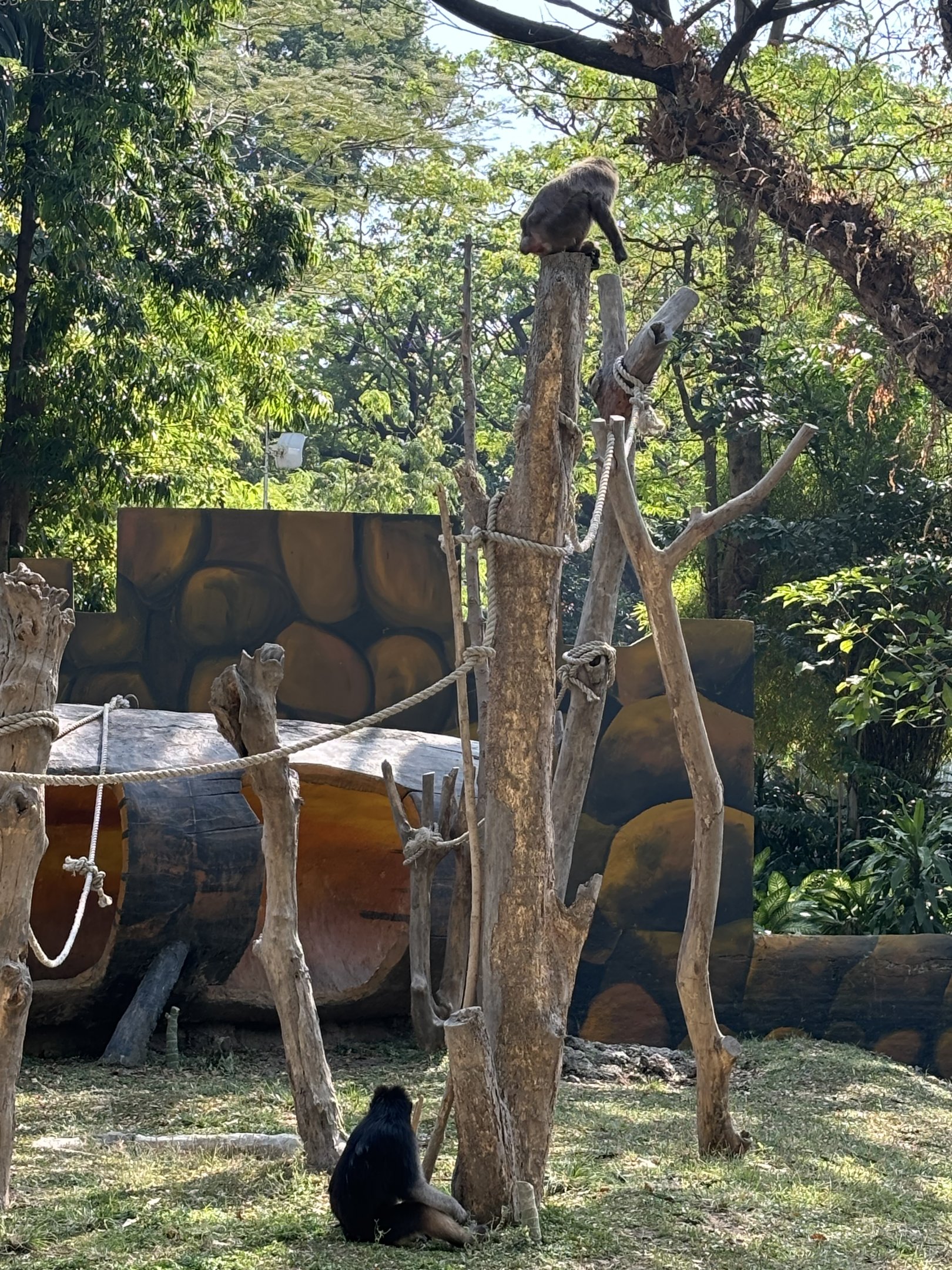 Booted Macaque + Moor Macaque
