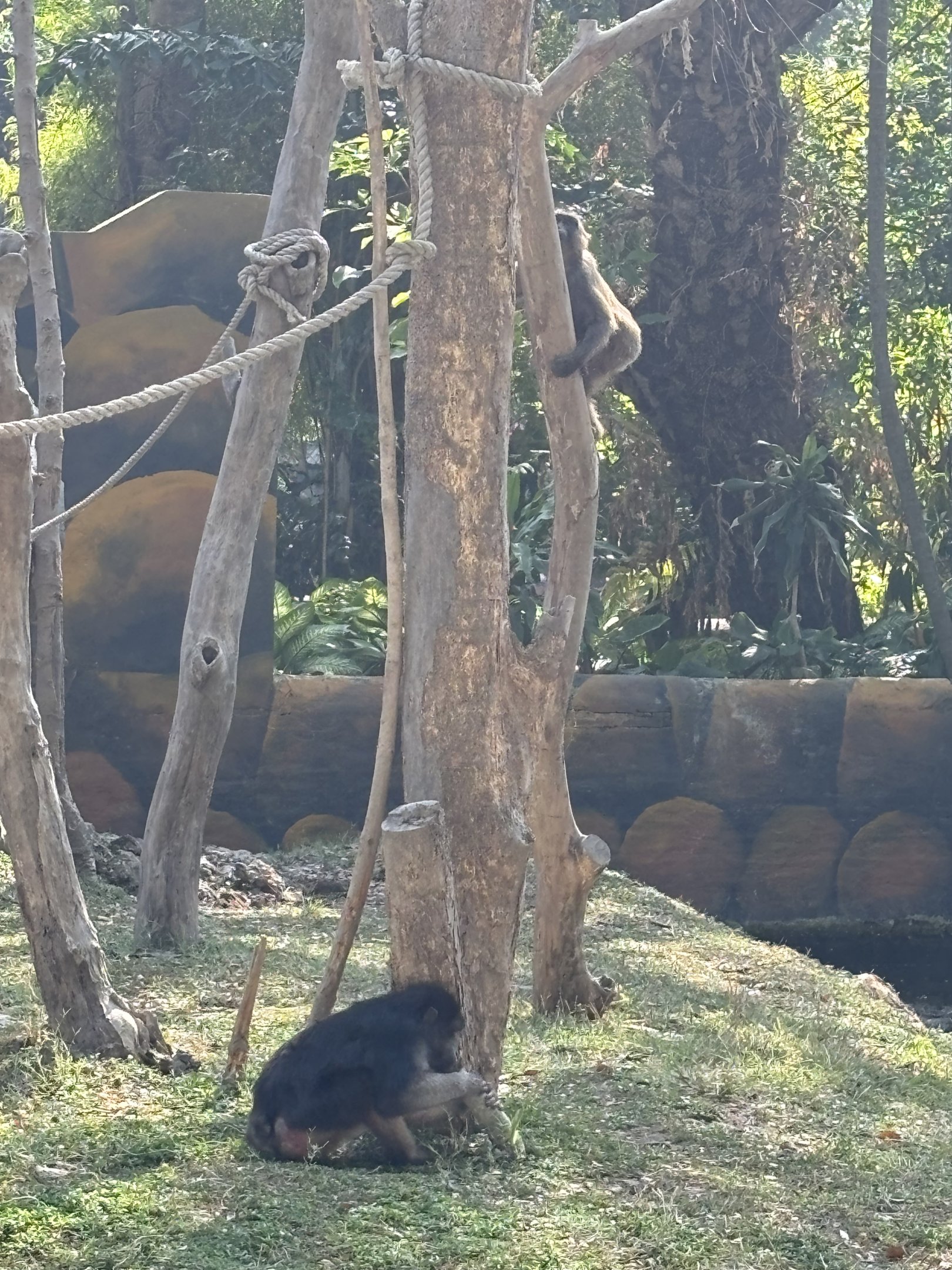 Booted Macaque + Moor Macaque