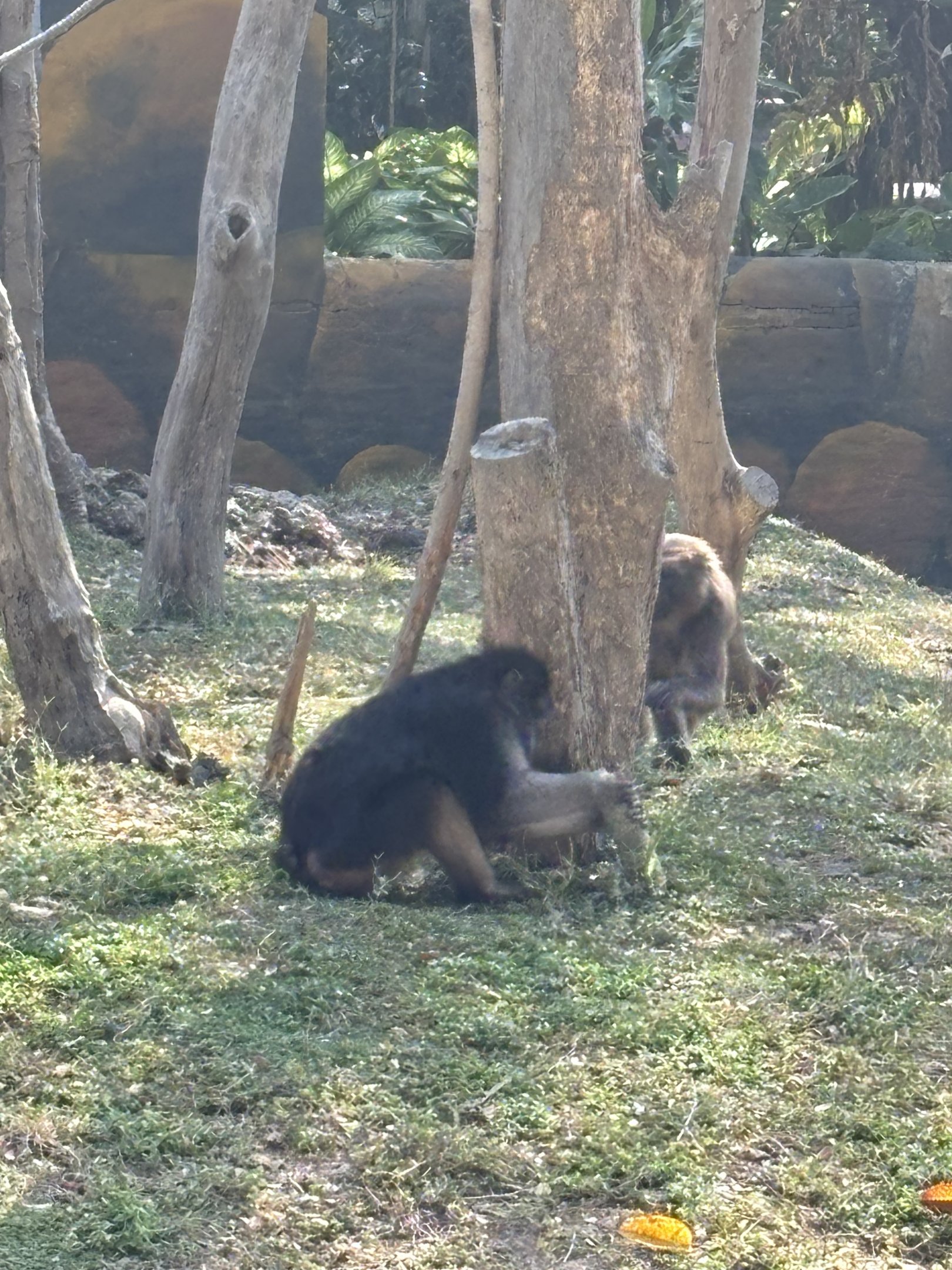 Booted Macaque + Moor Macaque
