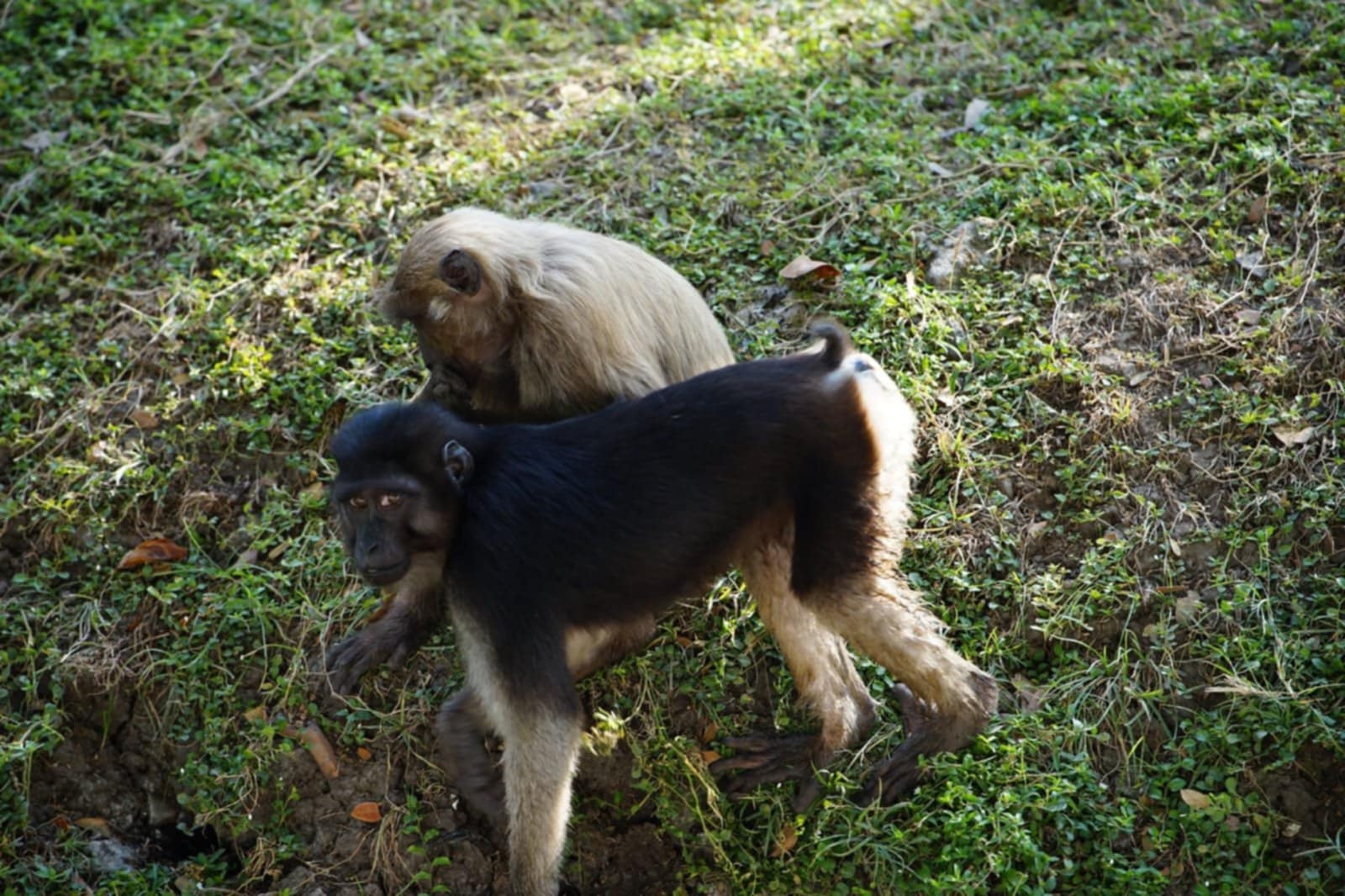 Booted Macaque & Moore Macaque