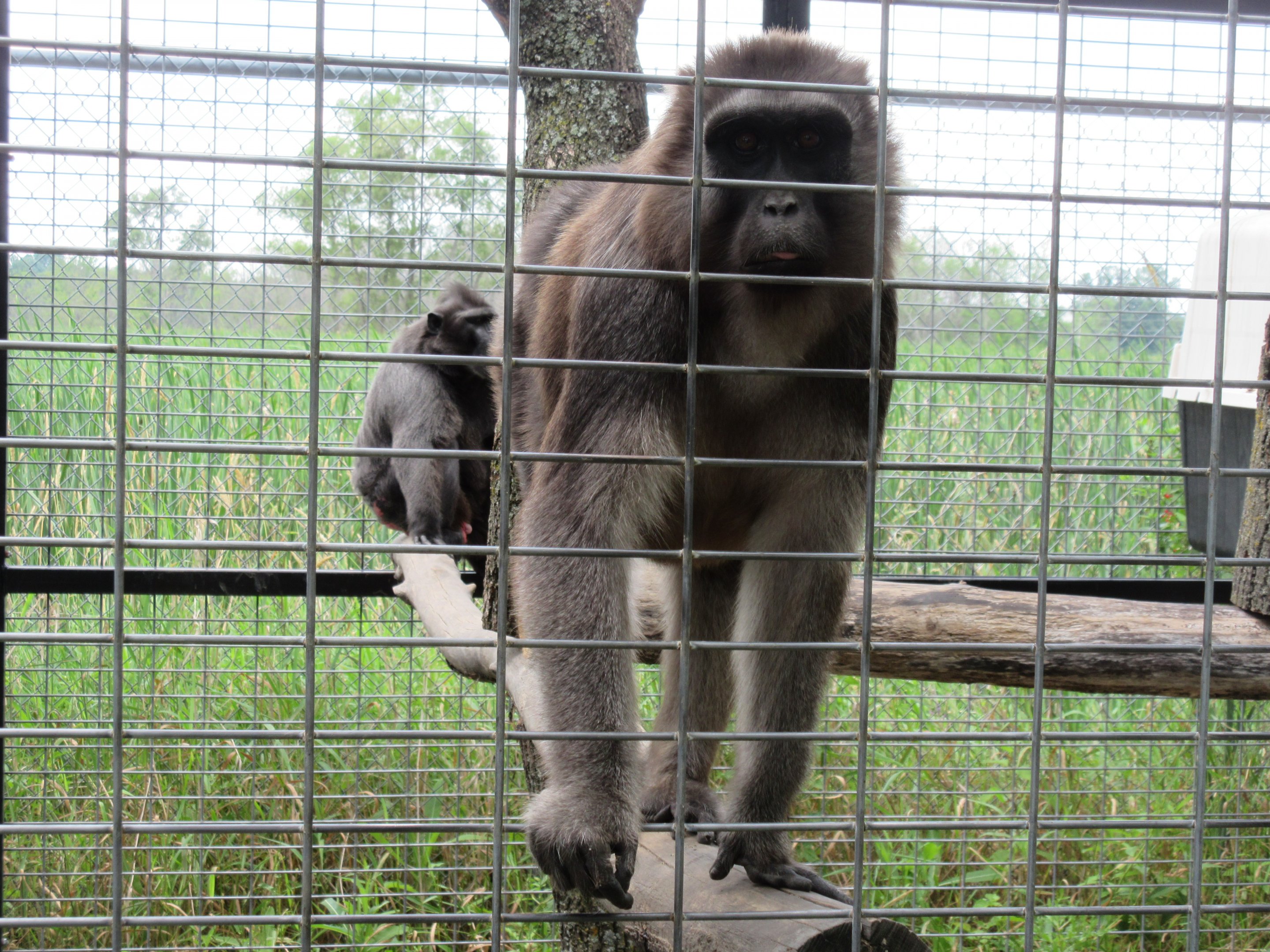Booted Macaque + Sulawesi Crested Macaque