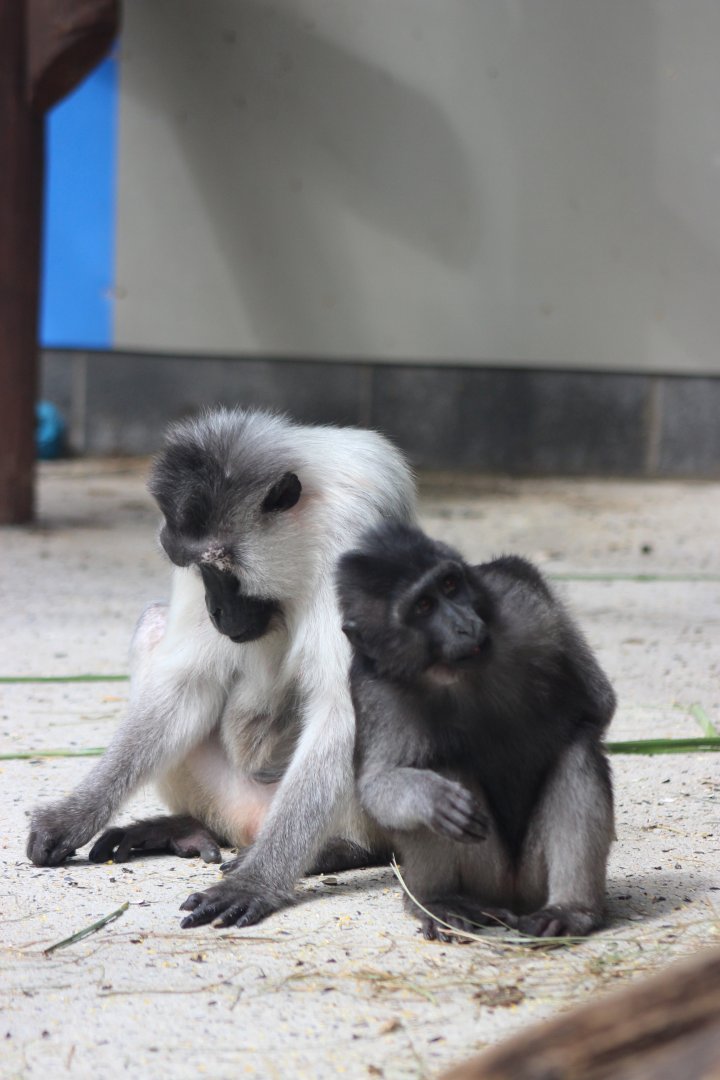 Booted Macaques