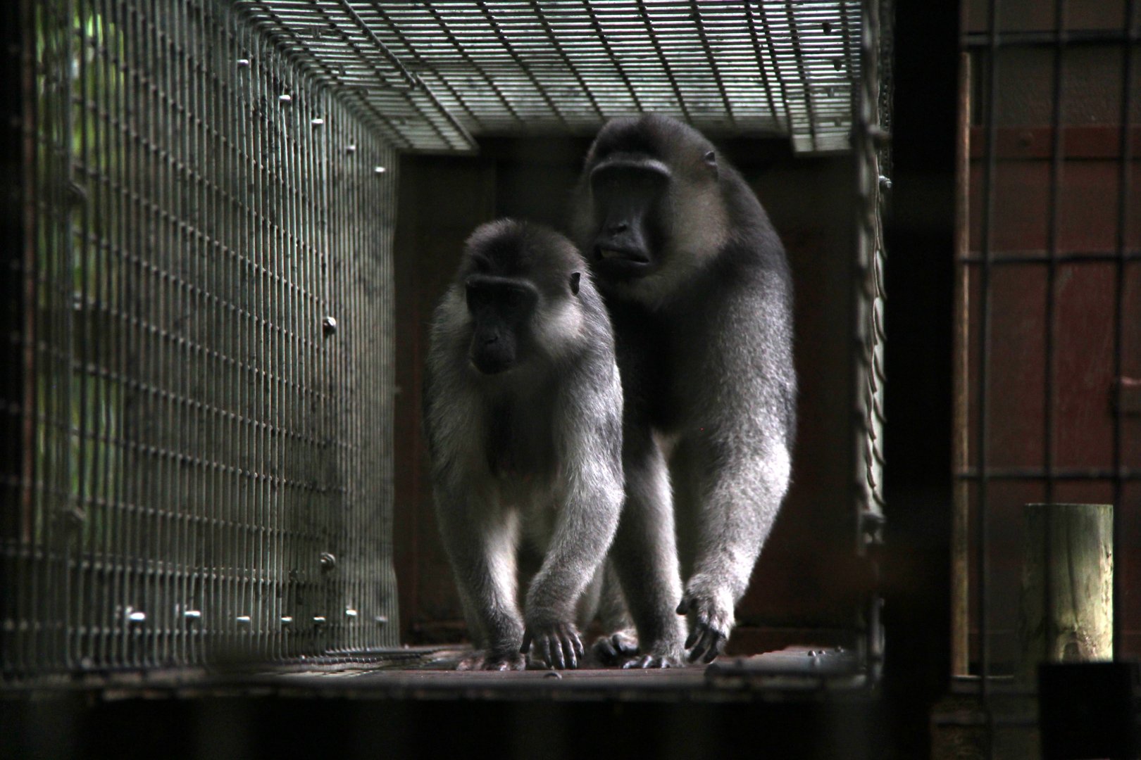 booted or gray-armed macaque (Macaca ochreata)