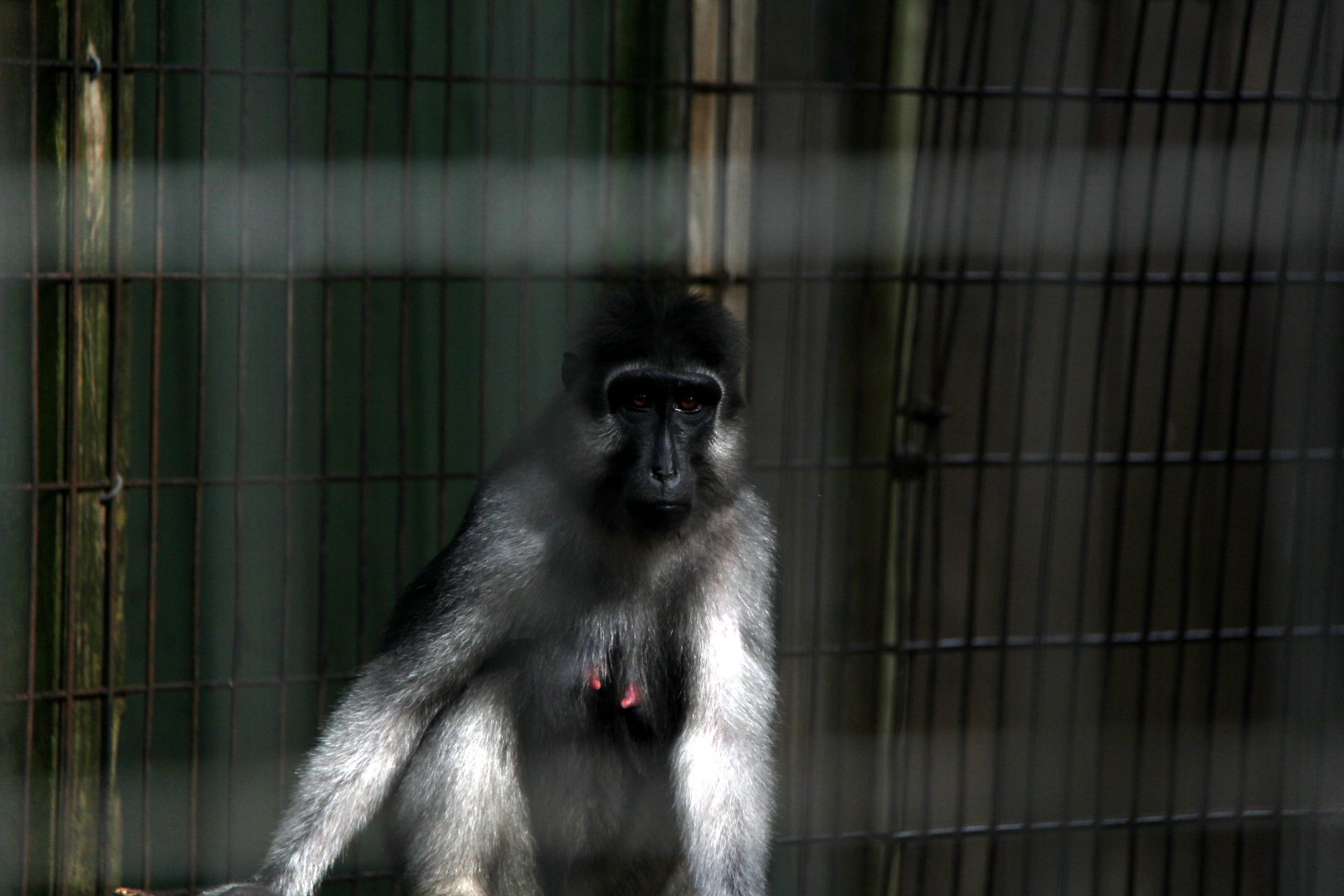 booted or gray-armed macaque (Macaca ochreata)