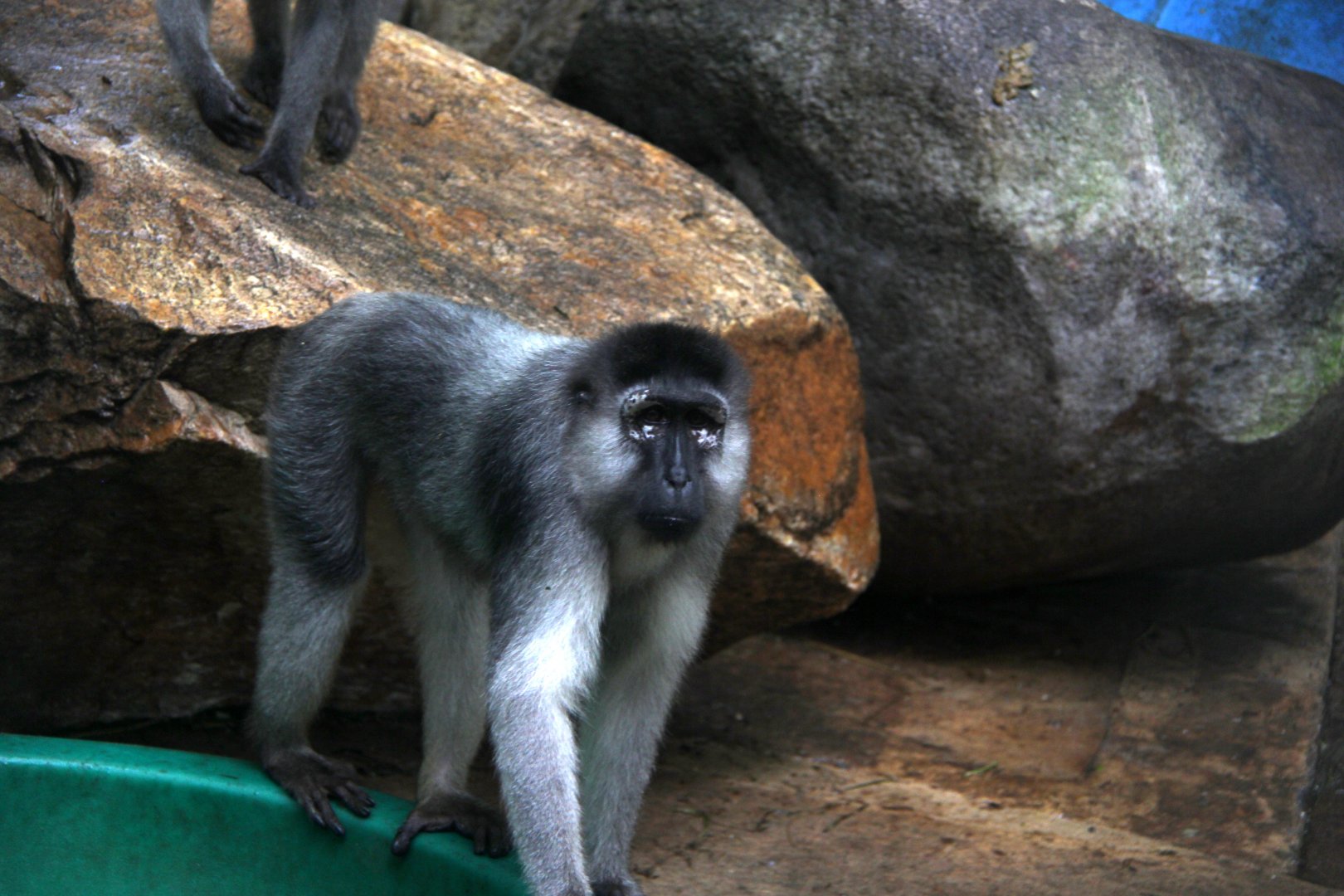 booted or gray-armed macaque (Macaca ochreata)