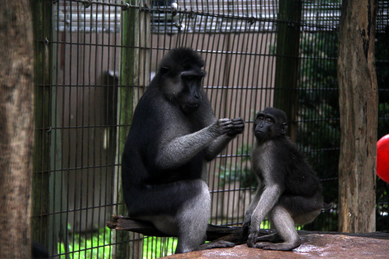 booted or gray-armed macaque (Macaca ochreata)