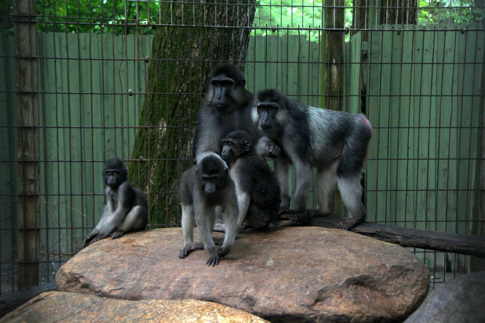 booted or gray-armed macaque (Macaca ochreata)
