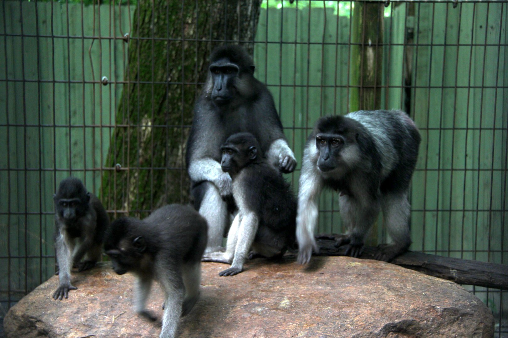 booted or gray-armed macaque (Macaca ochreata)