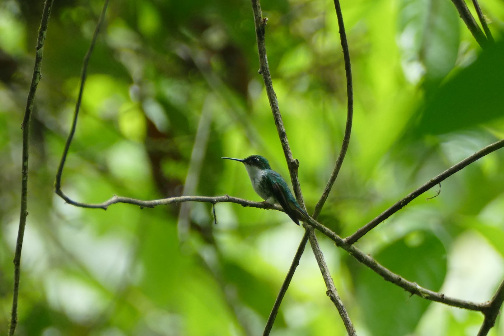 Booted Racket-tail female