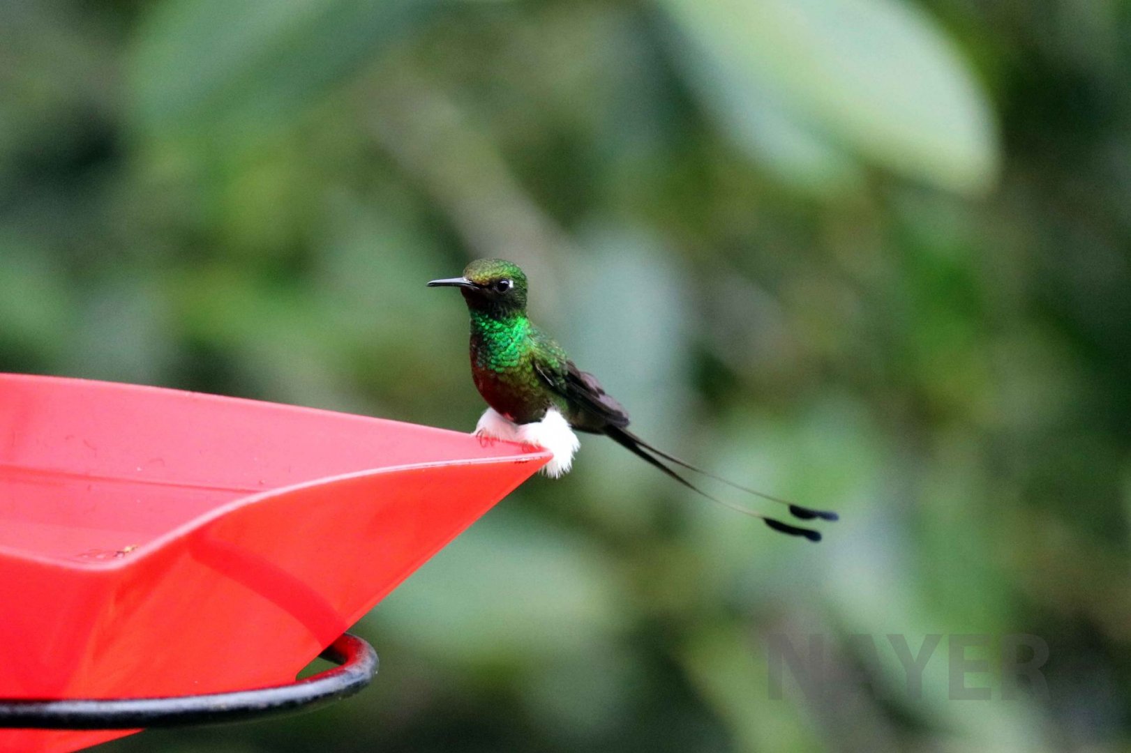 Booted racket-tail, May 2016