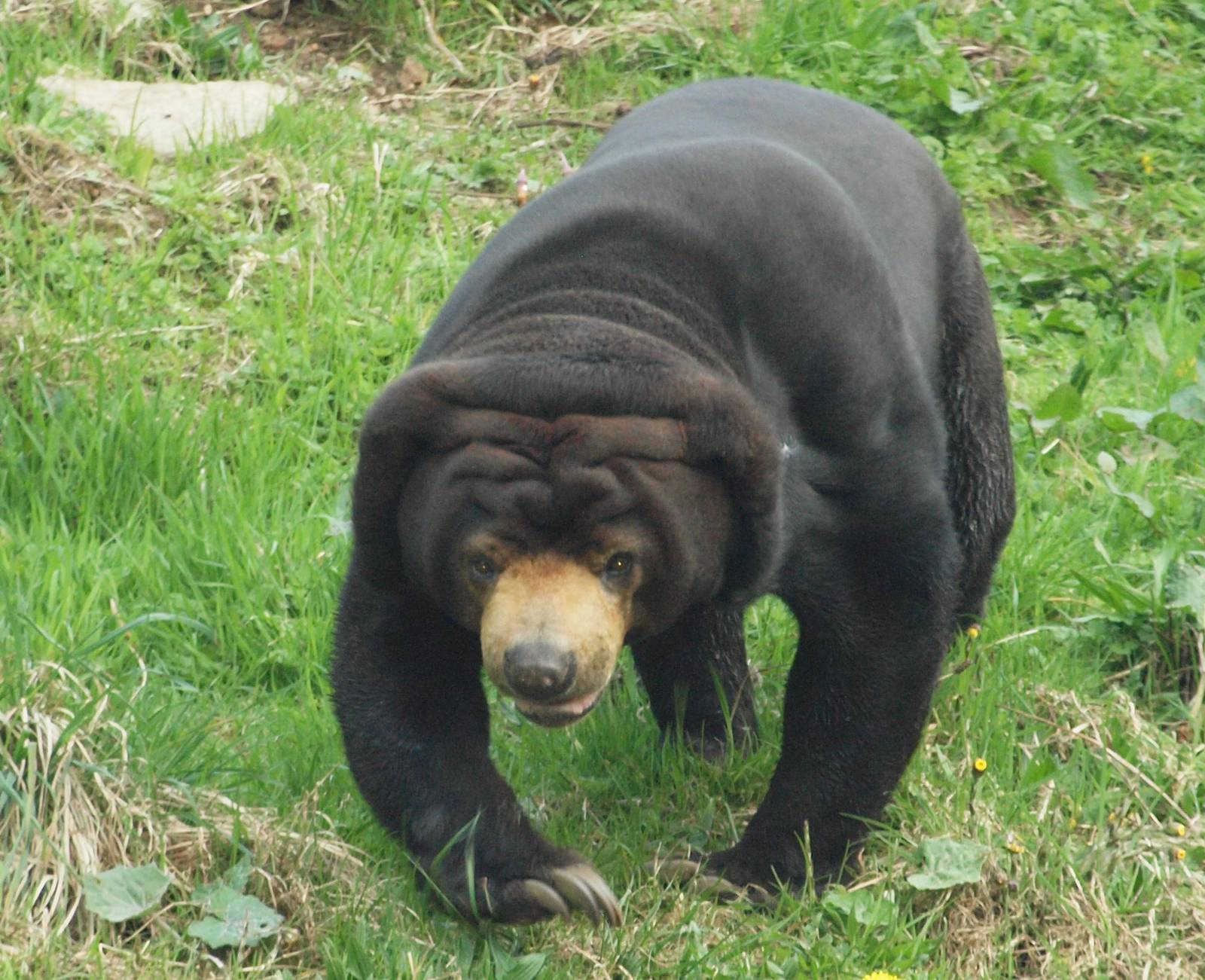 Bora, female sun bear