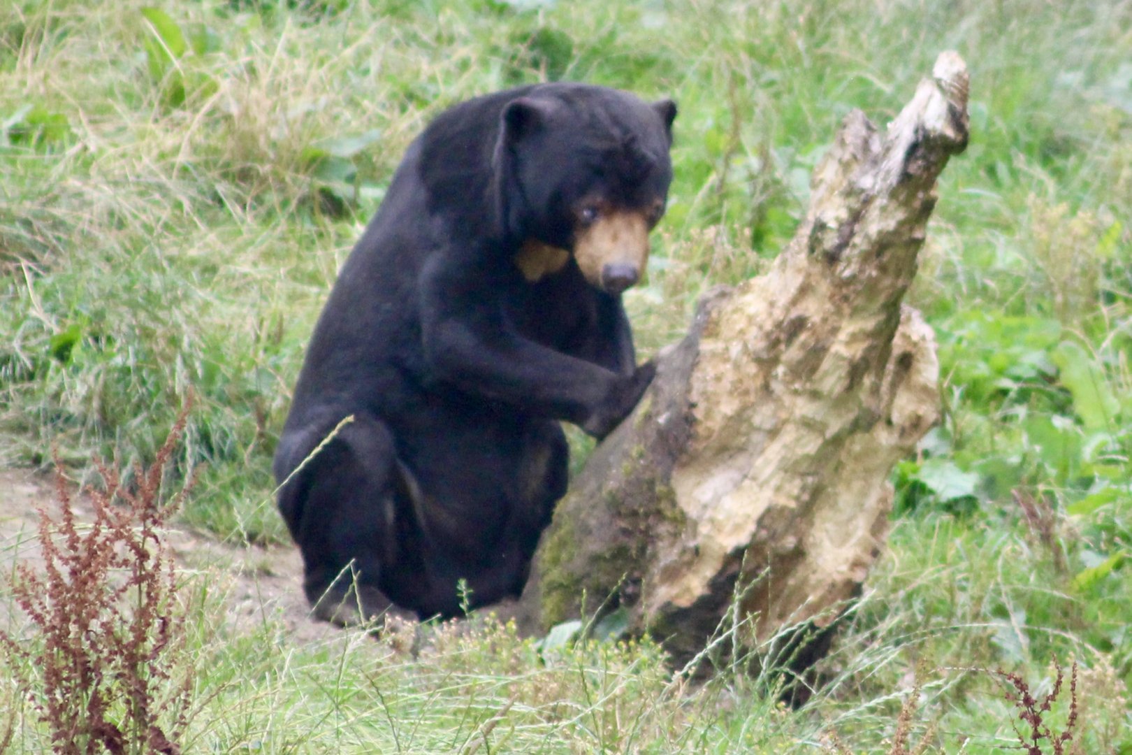Bora, sun bear (Helarctos malayanus) at Belfast Zoo - 19/08/2022