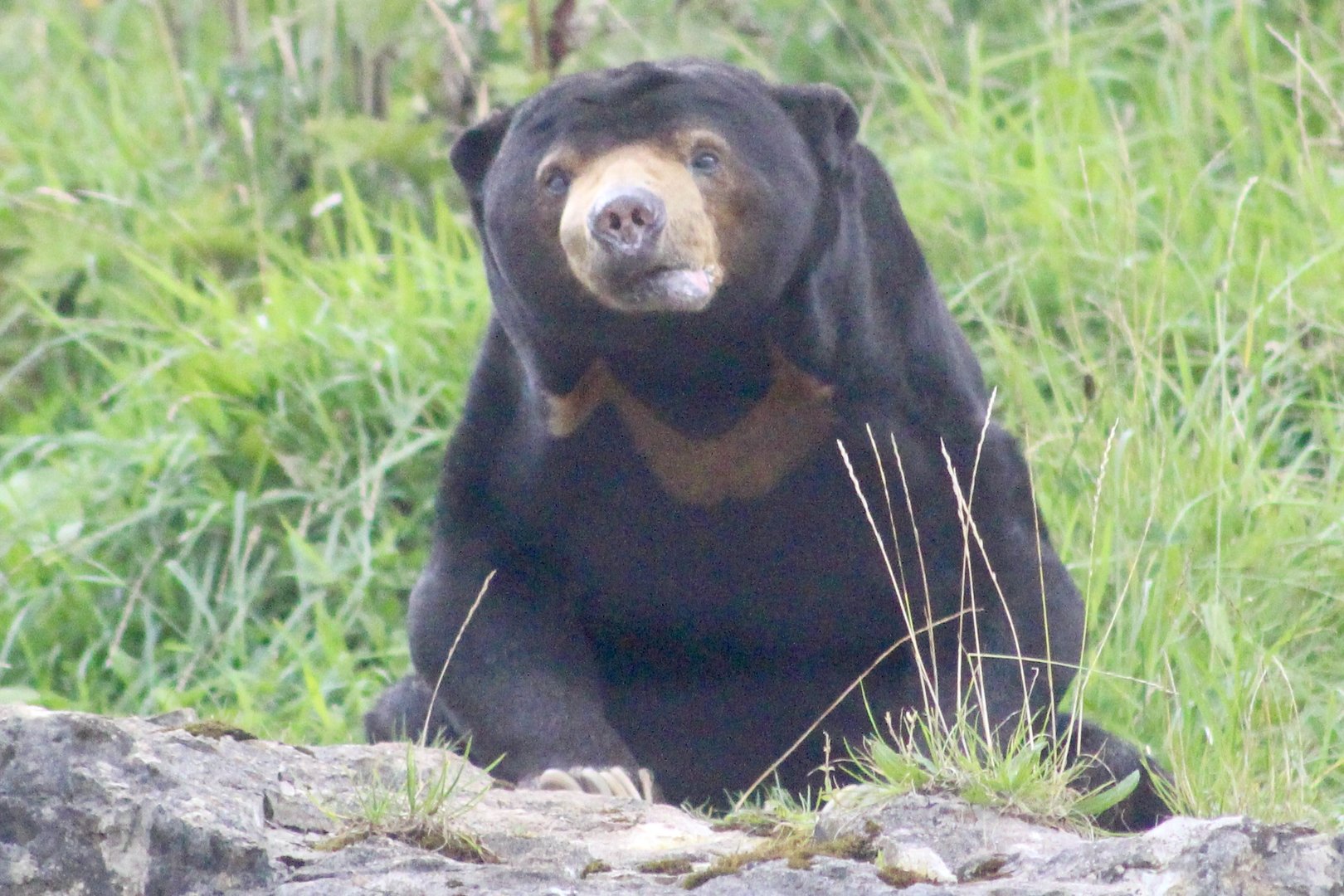 Bora, sun bear (Helarctos malayanus) at Belfast Zoo (25/08/2023)