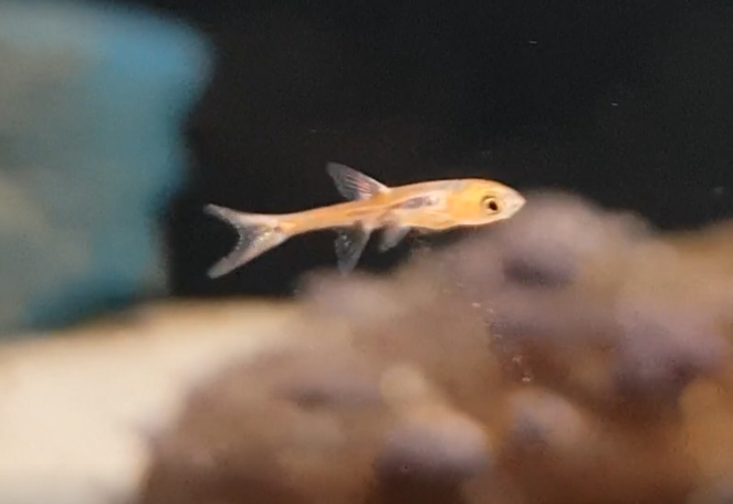 Boraras ( Rasbora ) briggitae