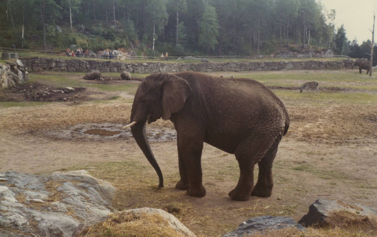 Borås Zoo, Acrican savanna, early 1970s