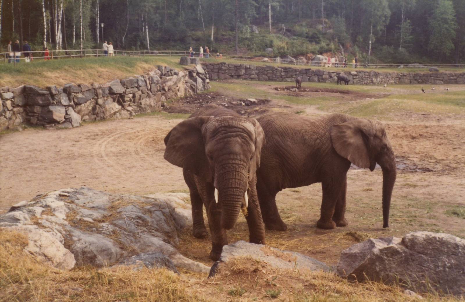 Borås Zoo, Acrican savanna, early 1970s