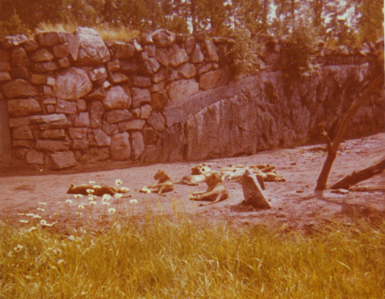 Borås Zoo, African lions, late 1960s