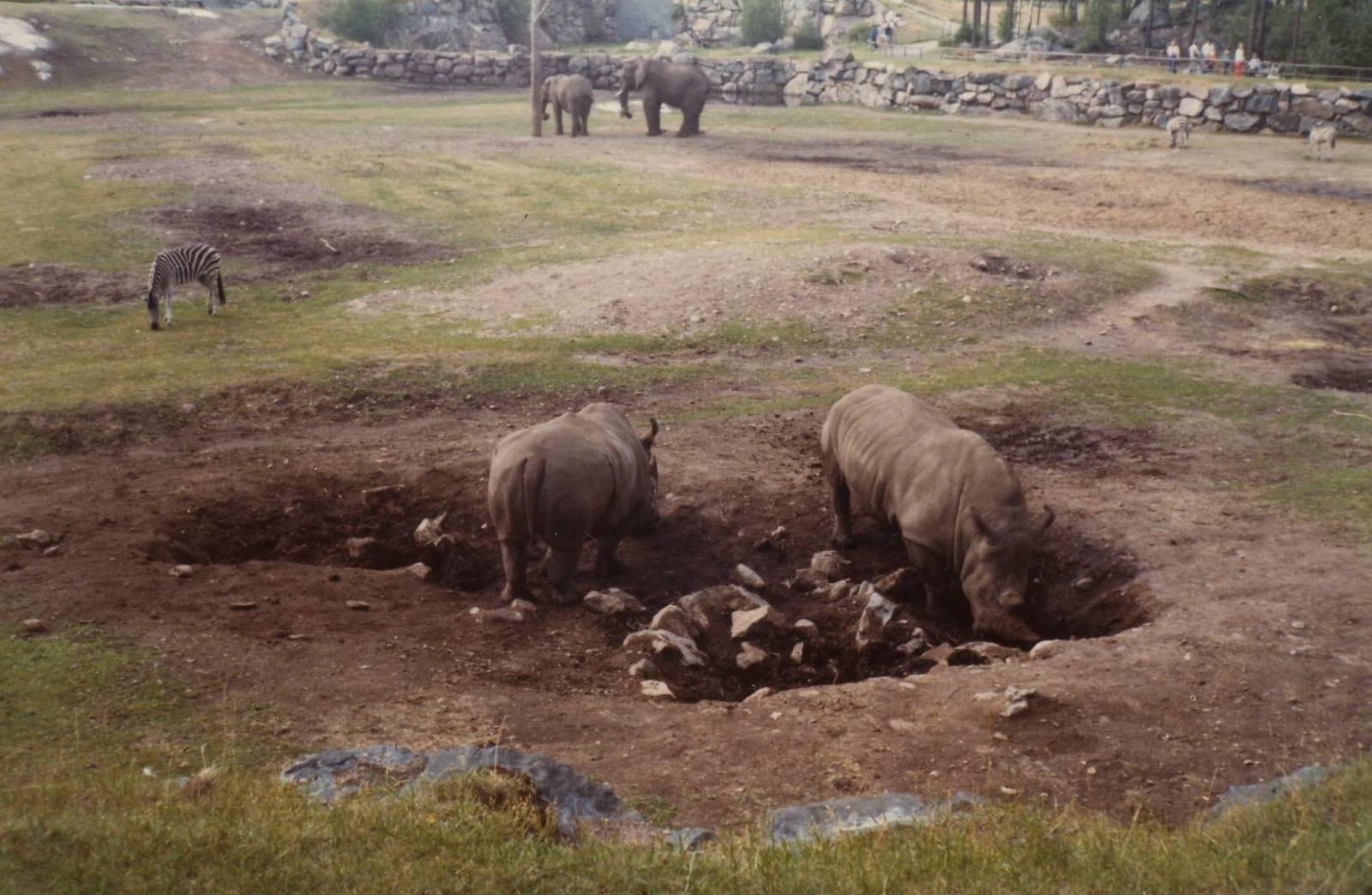 Borås Zoo, African savanna, early 1970s