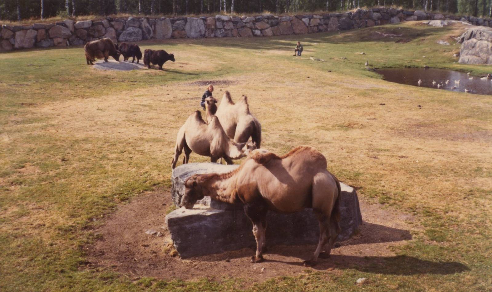 Borås Zoo, Asian steppe, early 1970s