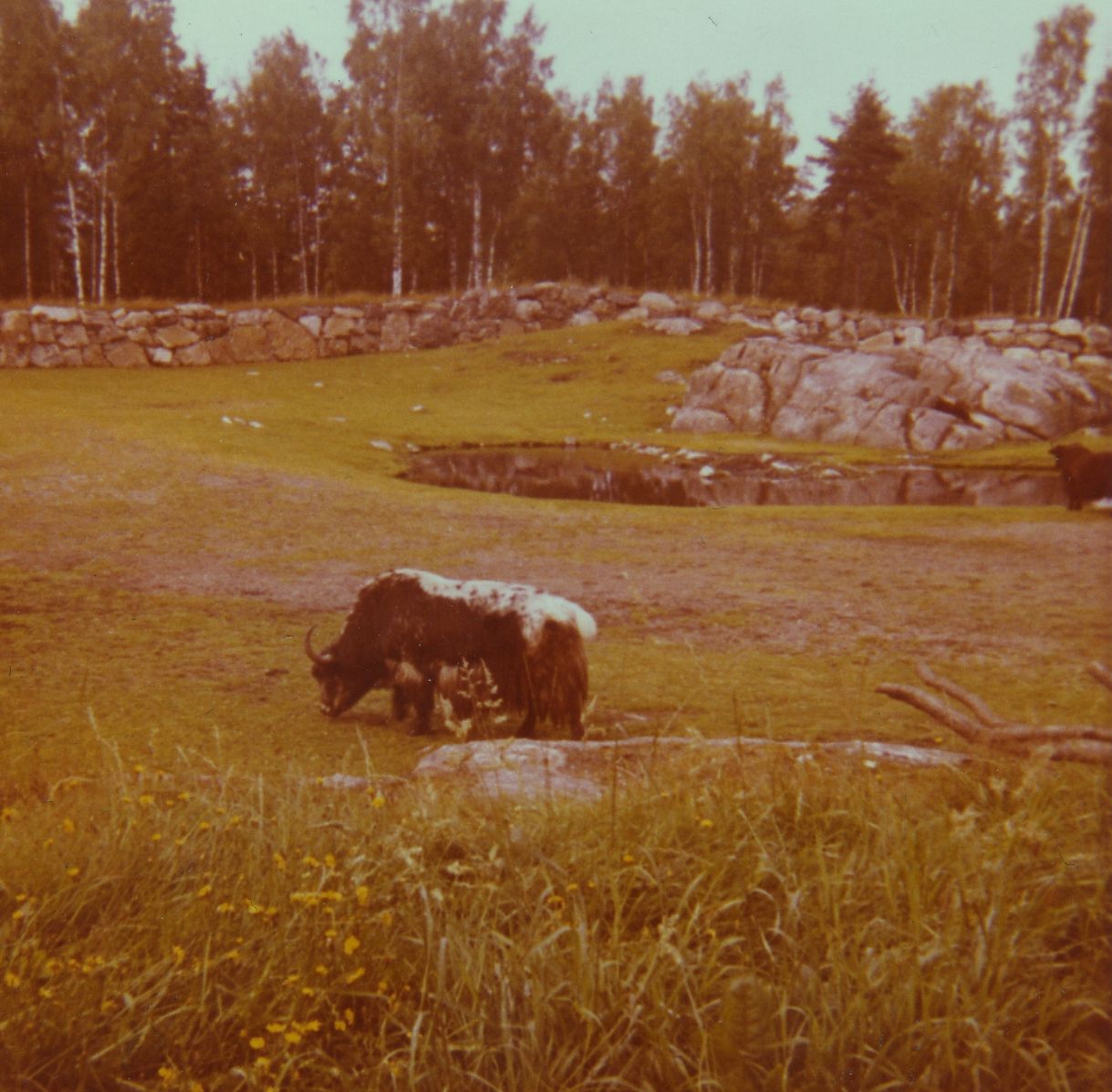 Borås Zoo, Asian steppe, late 1960s