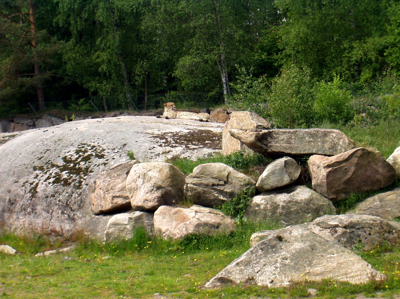Borås Zoo - Cheetah