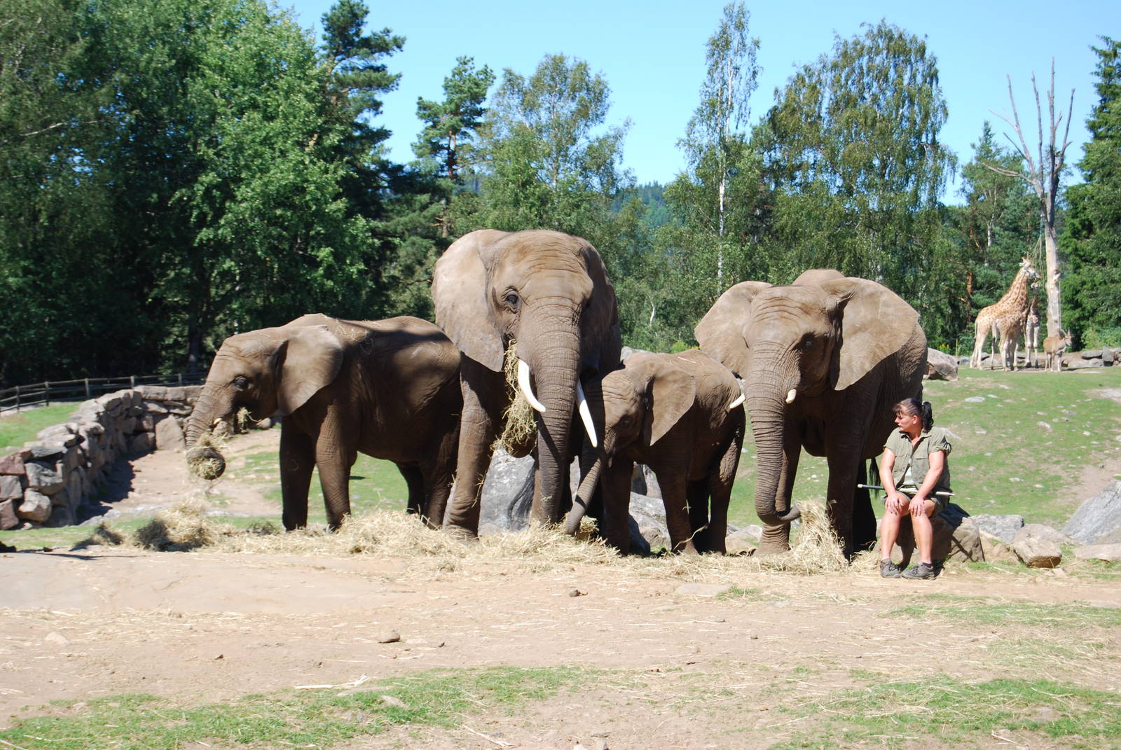 Boras Zoo Elephants on Savanna