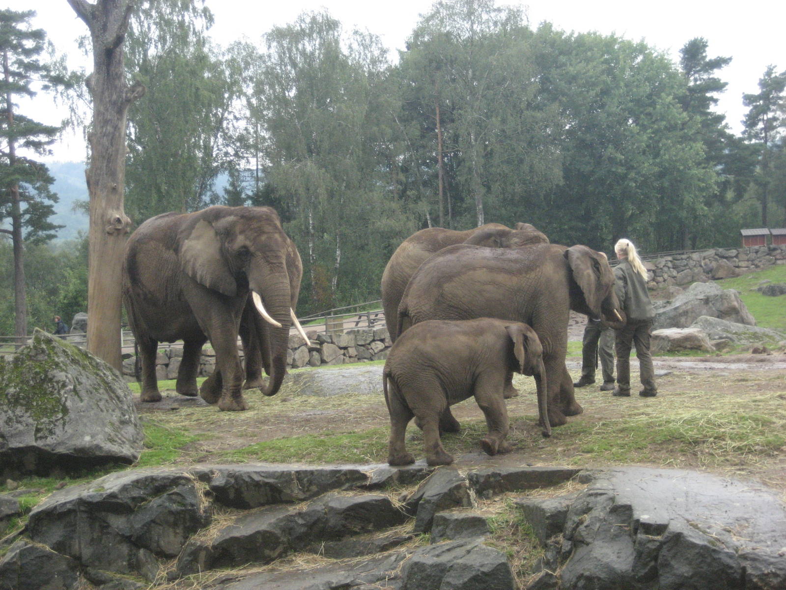 Borås Zoo - Elephants