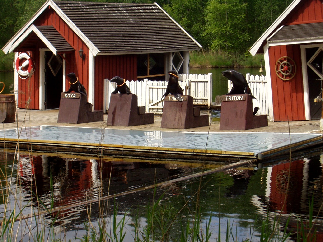 Borås Zoo - Fur seals