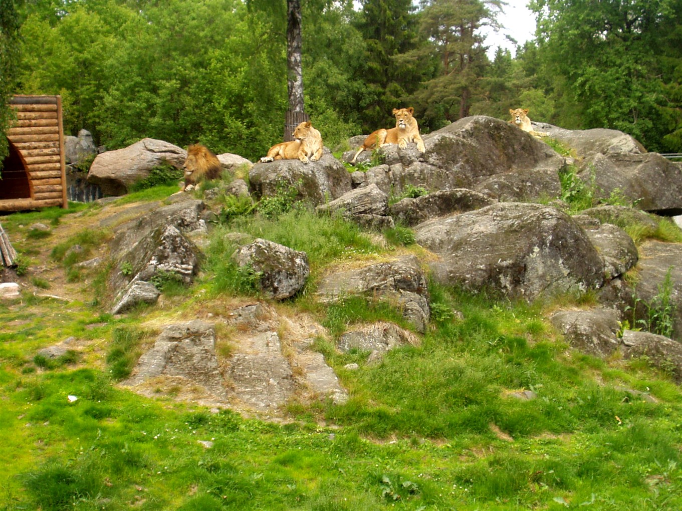 Borås Zoo - Lions