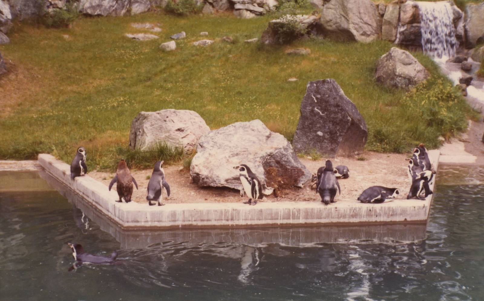 Borås Zoo, penguins, early 1970s