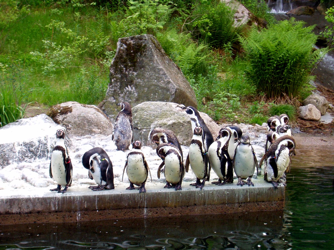 Borås Zoo - Penguins