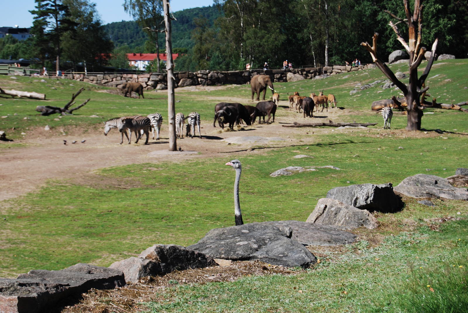 Boras Zoo Savanna