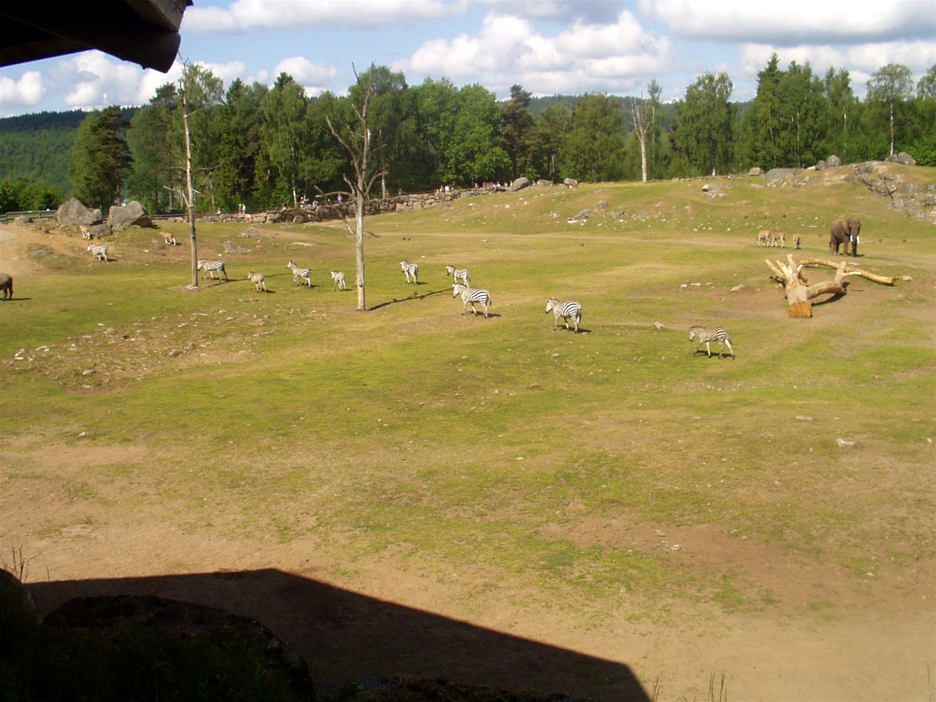 Borås Zoo - Savannah