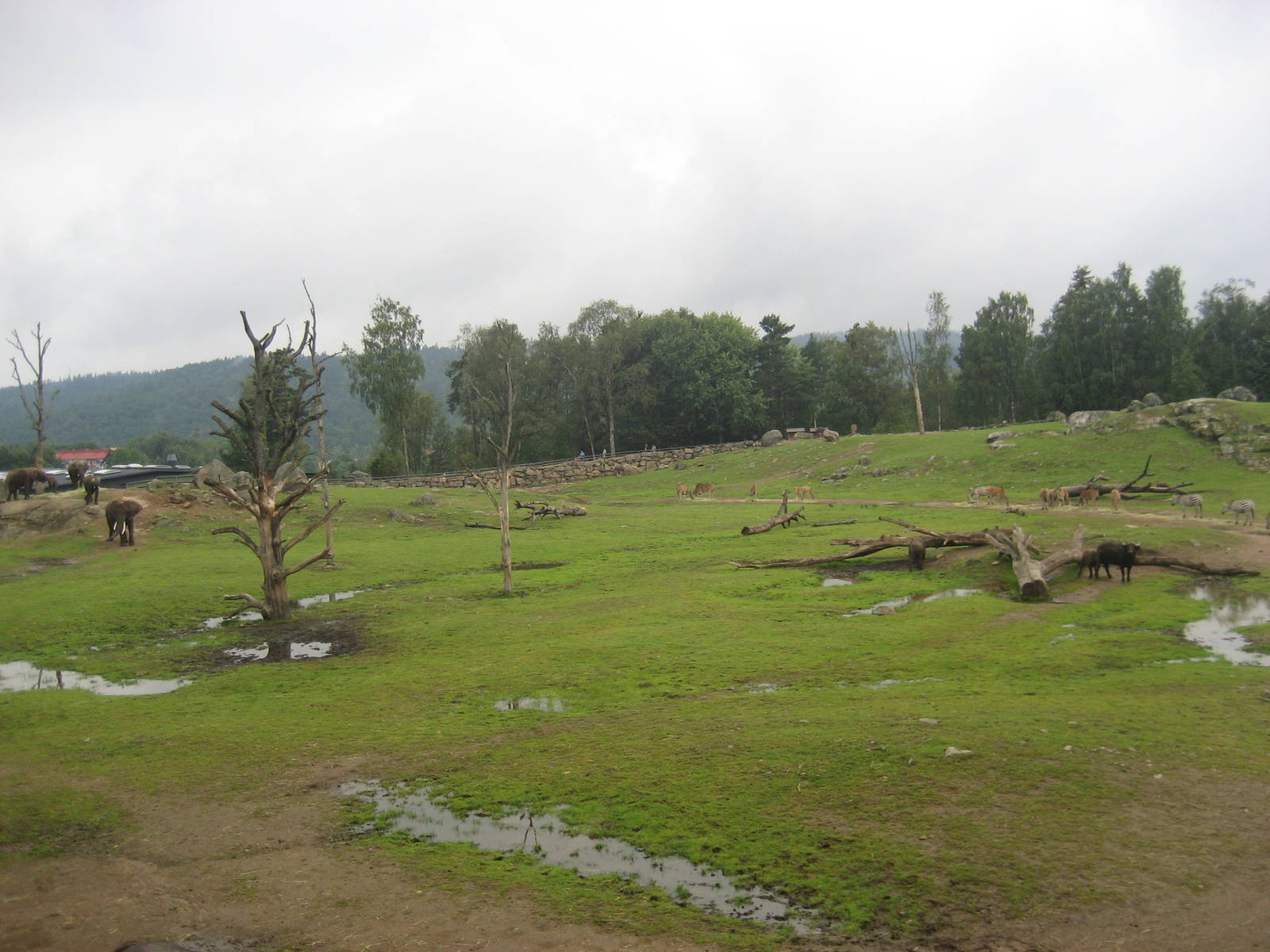 Borås Zoo - Savannah