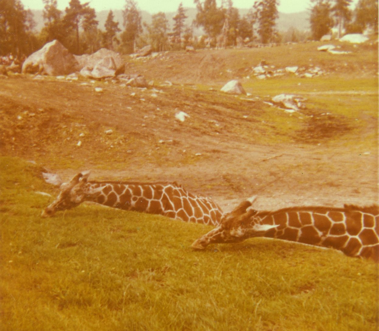 Borås Zoo, the savanna, late 1960s