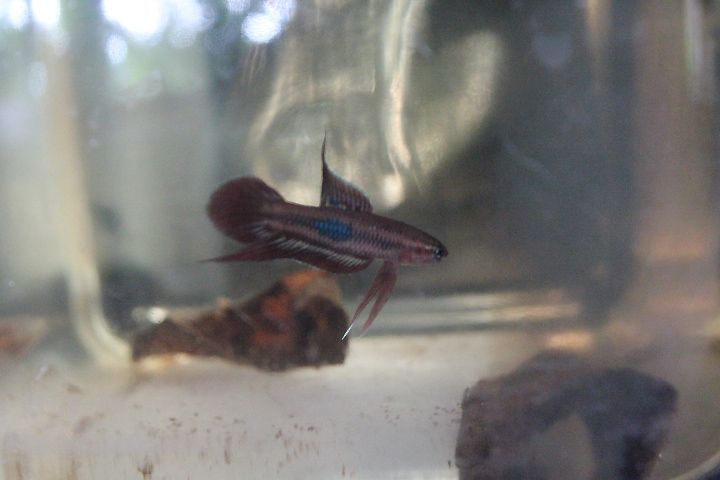 Bordeaux betta (Betta burdigala) - PCBA