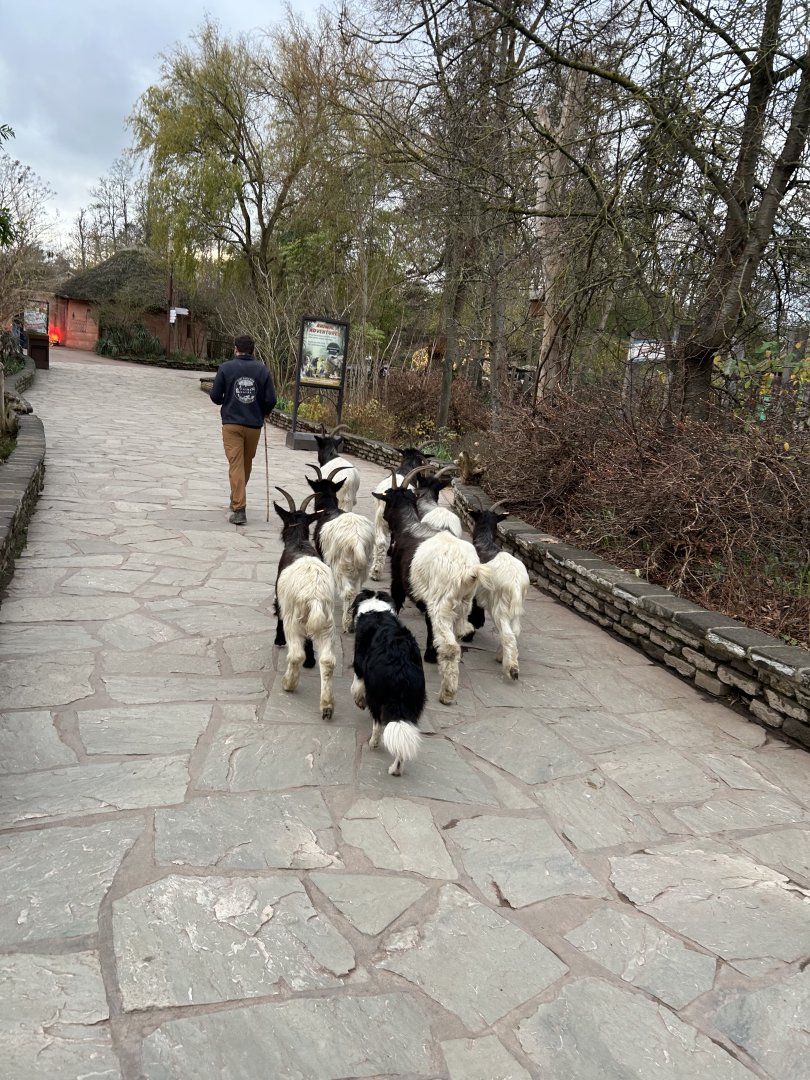 Border collie herding goats