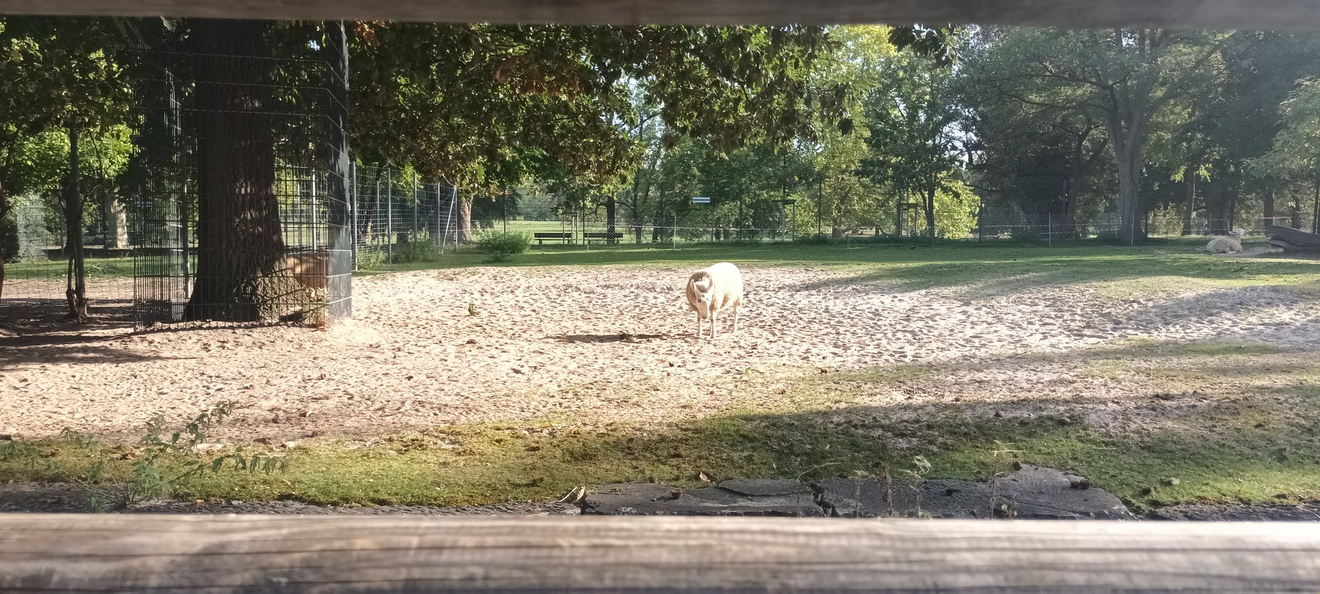 Border Leicester Sheep Enclosure