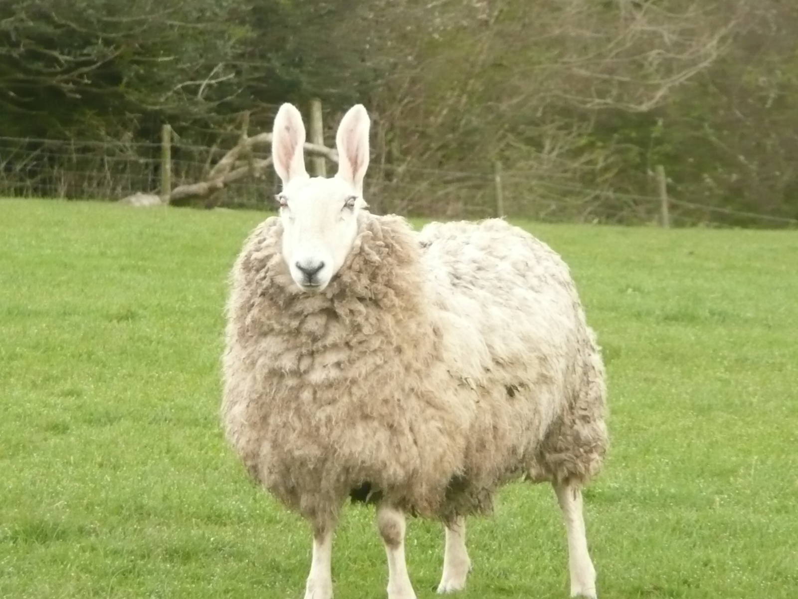 Border Leicester sheep