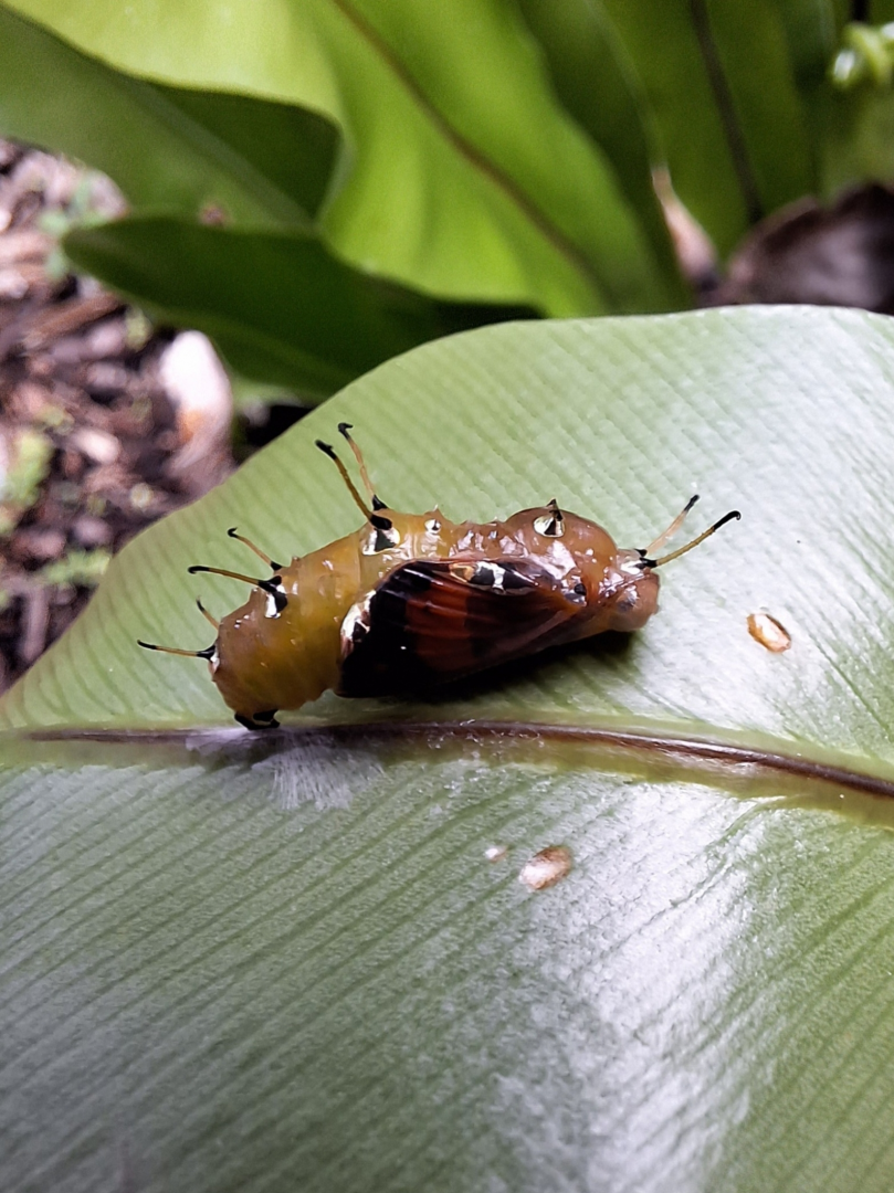 Bordered Rustic chrysalis (Cupha prosope)